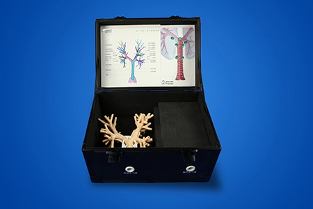 Endobronchial ultrasound (EBUS-TBNA) Training Model