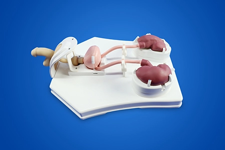 Urological Endoscope Training Model