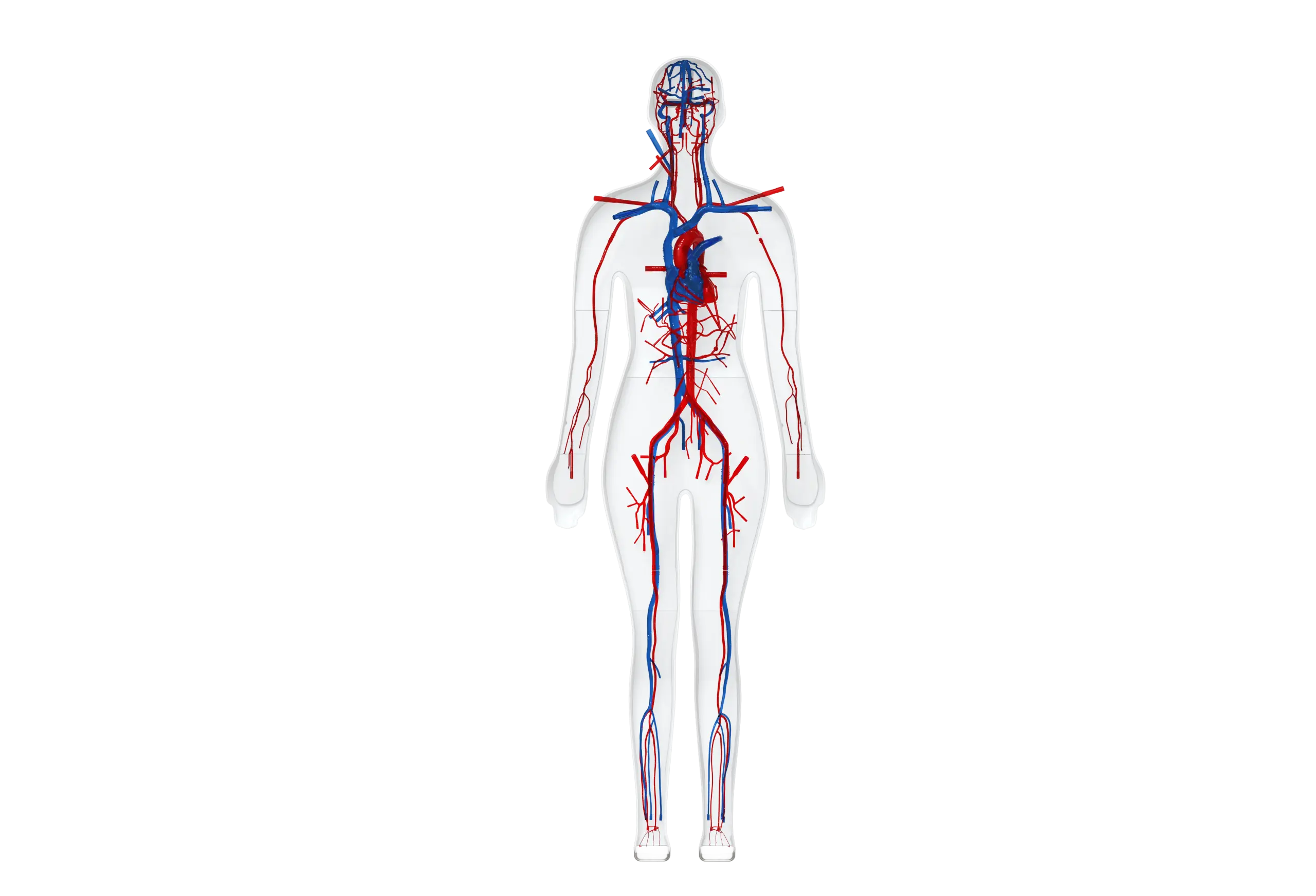 model of the cardiovascular system