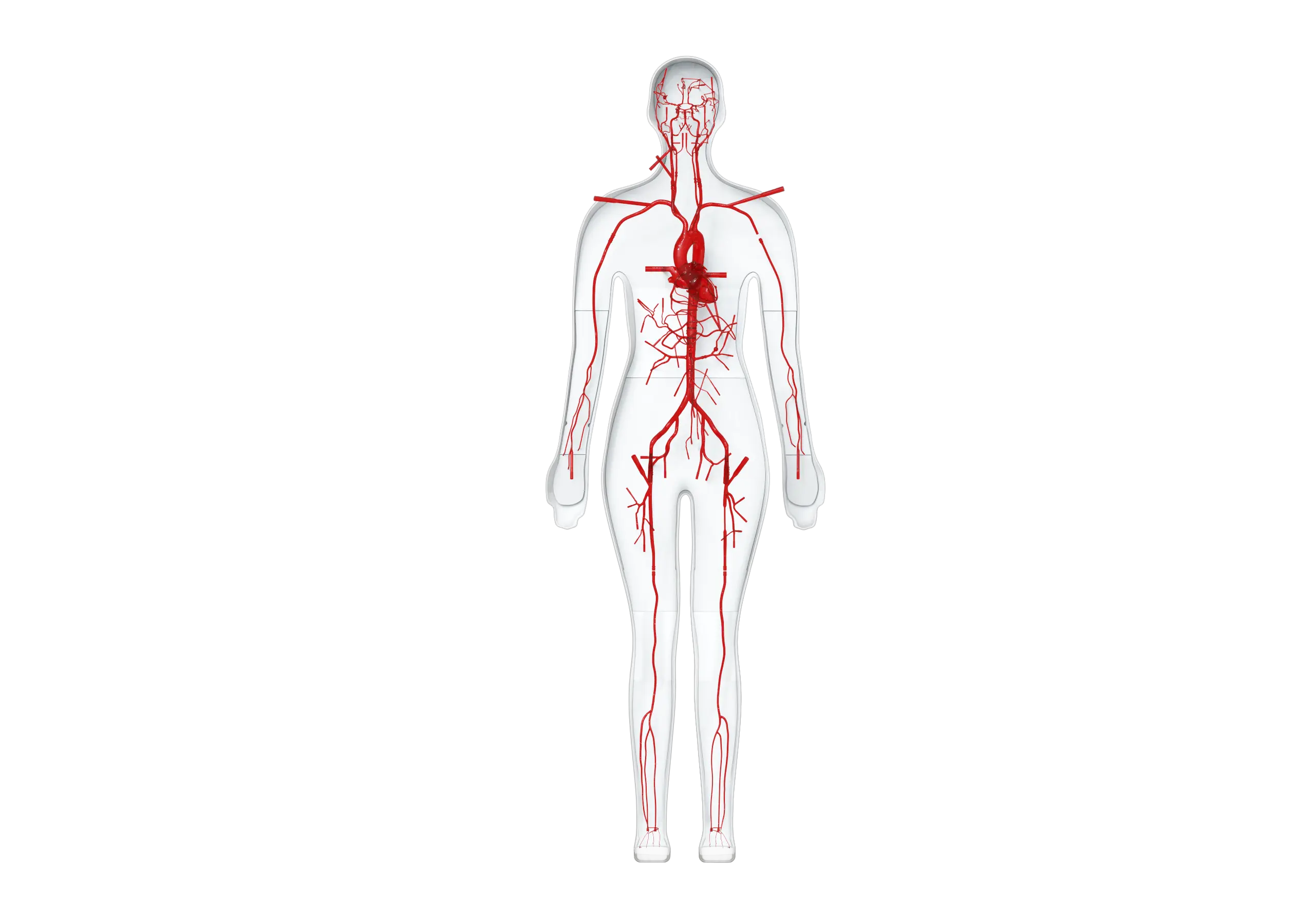 simple model of circulatory system

