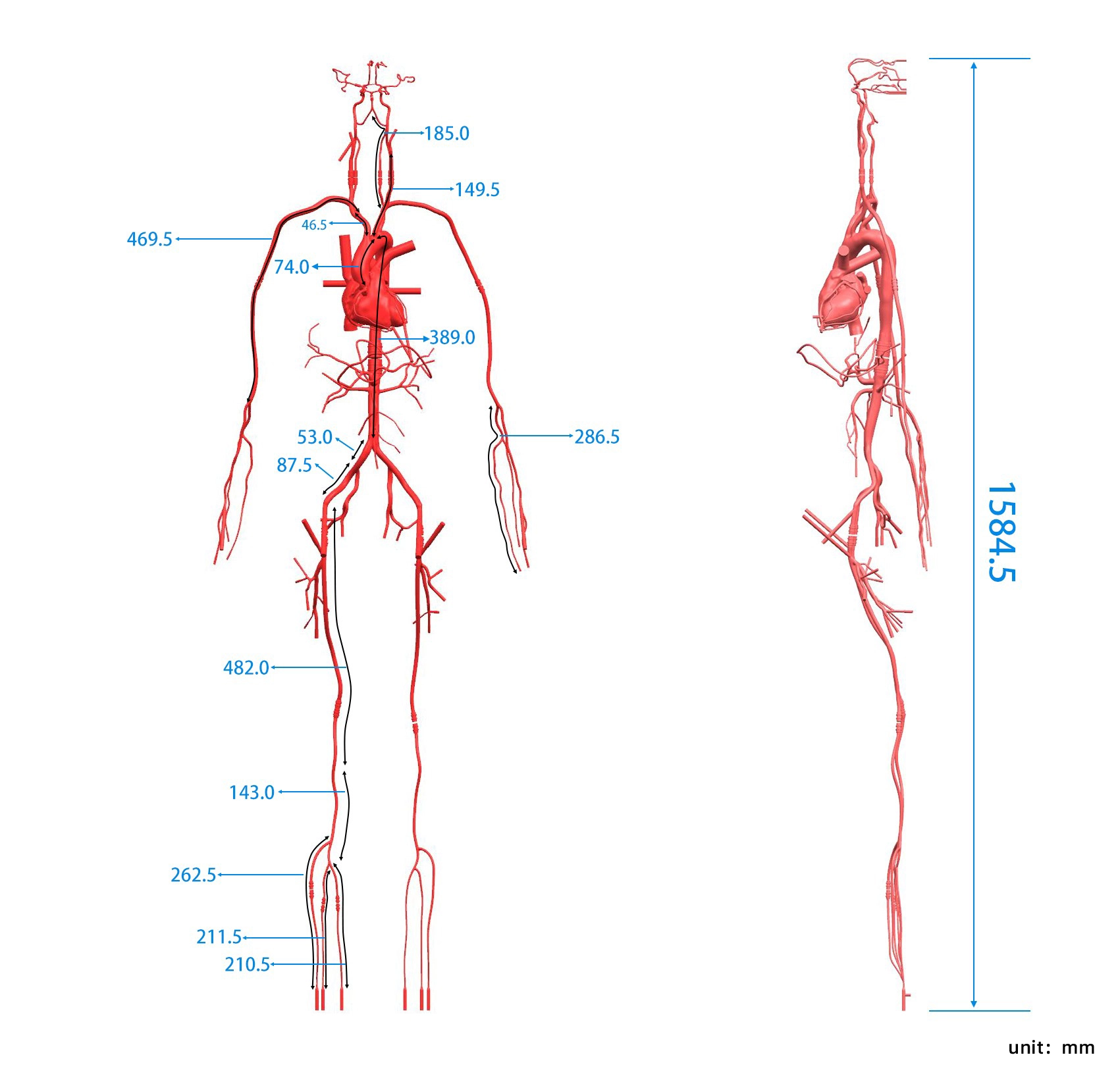 working model of blood circulation