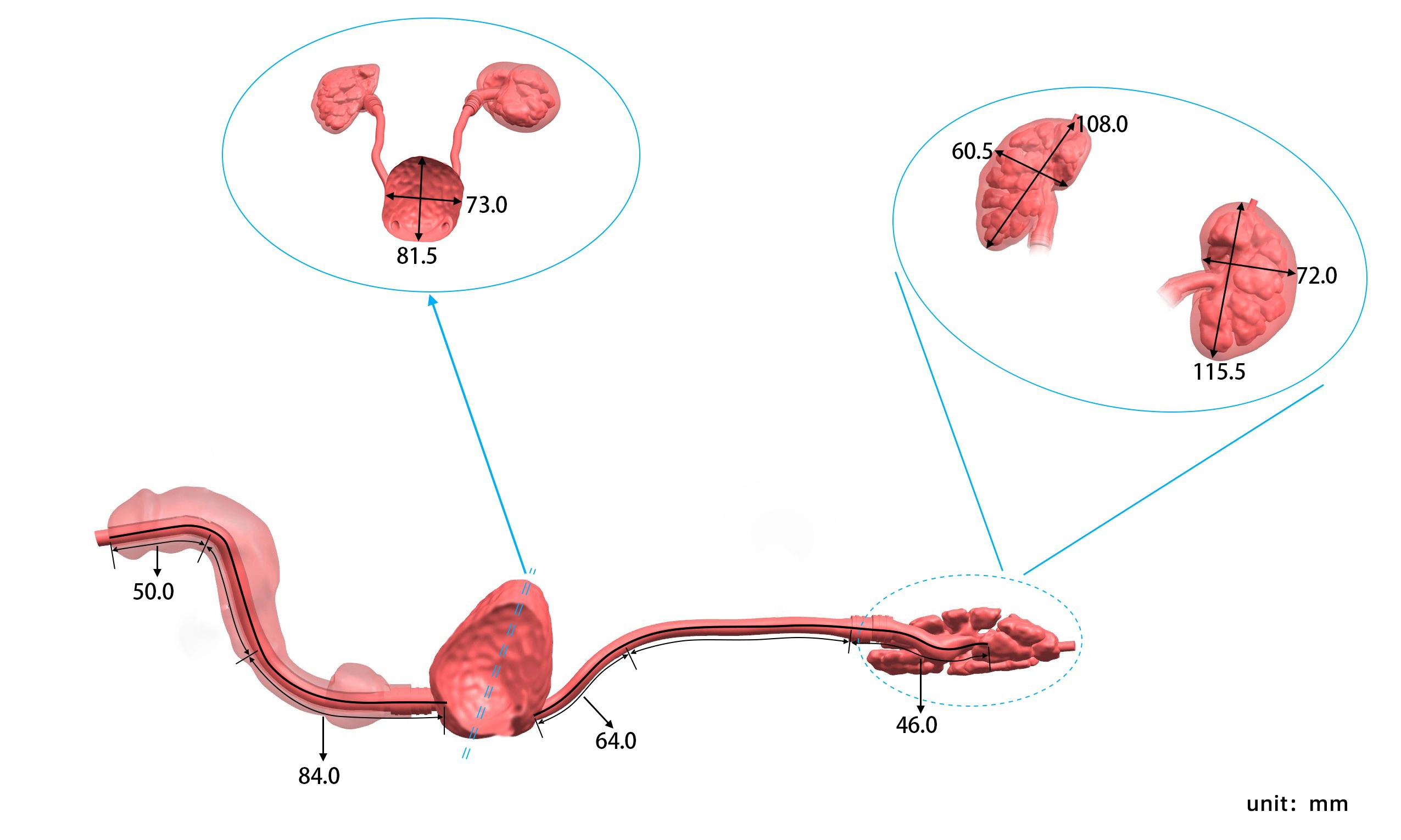 male urinary system model
