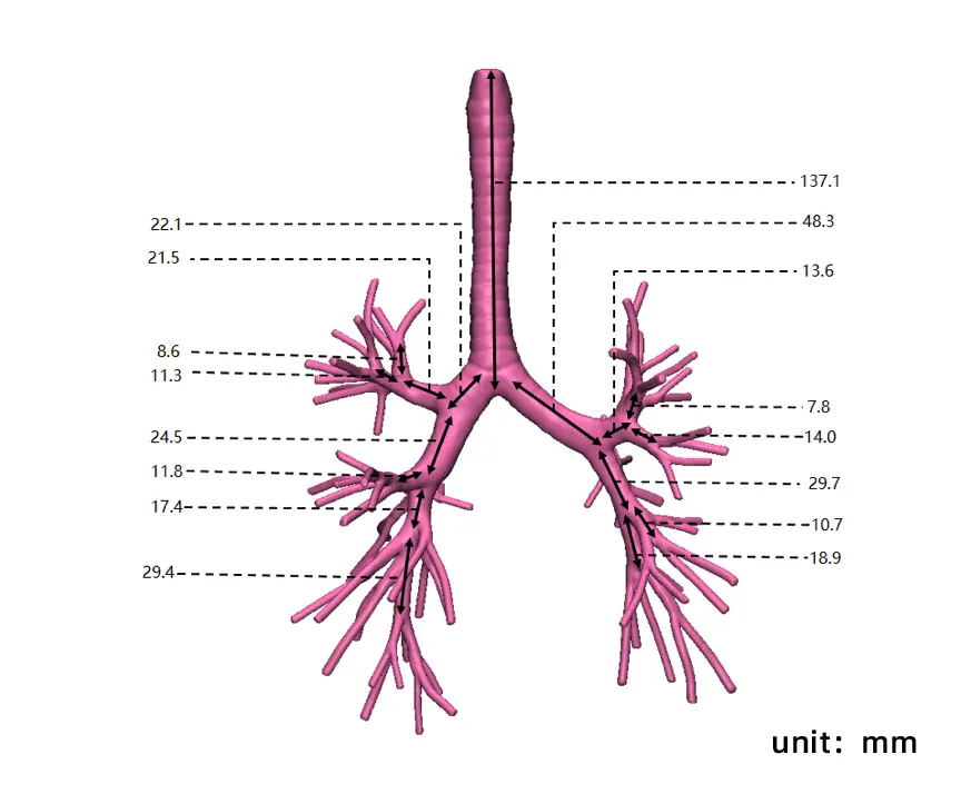 Bronchoscopy training model