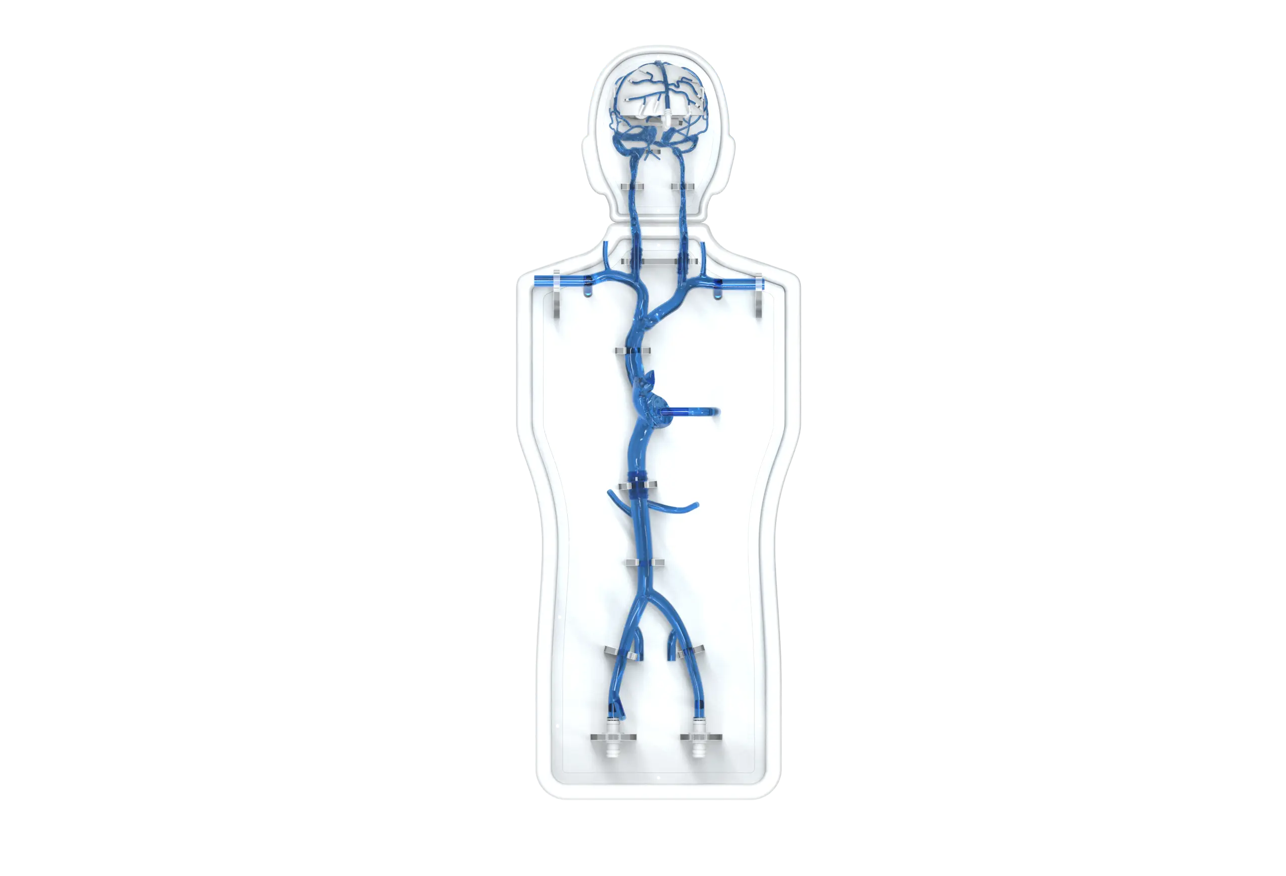 femoral vein model