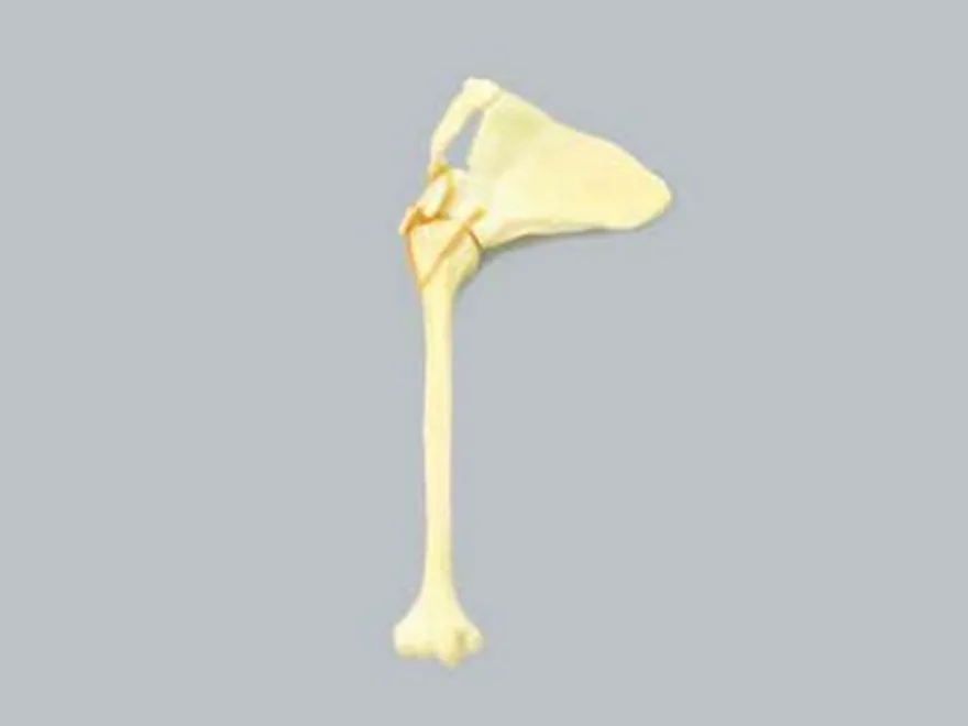 Rigid polyurethane models