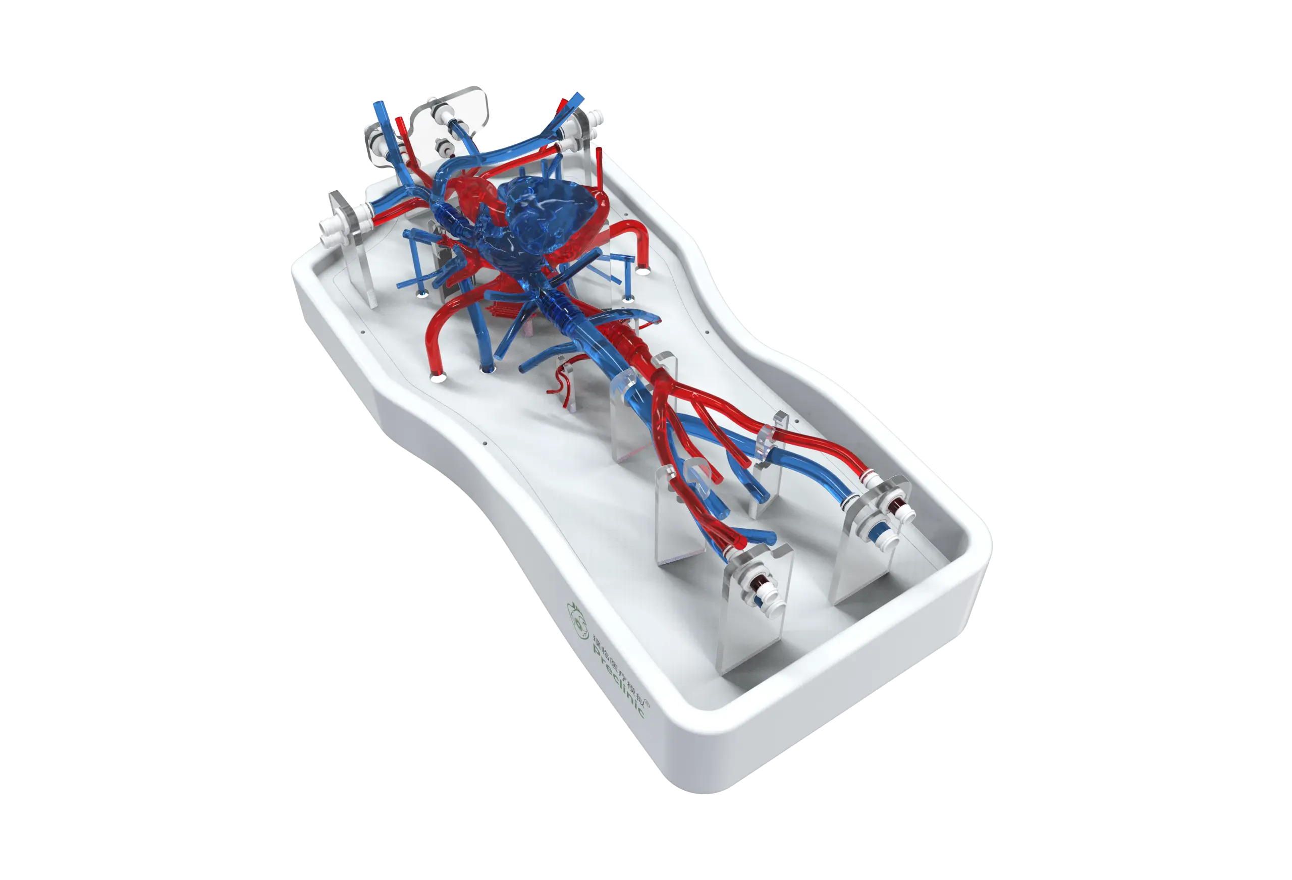 Main Dimensions of Cardiac Training Model - Type B