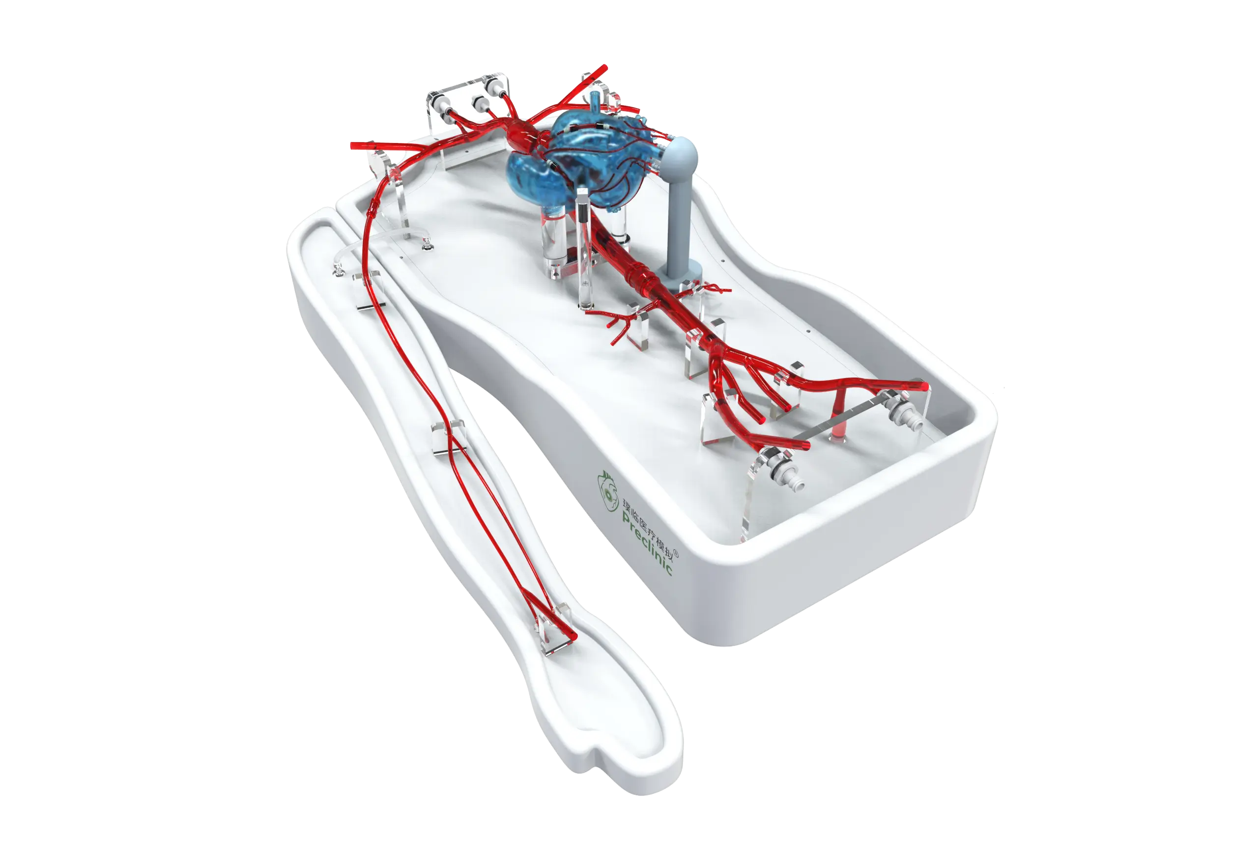 Main Dimensions of Coronary Training Model -B（Pulse version）
