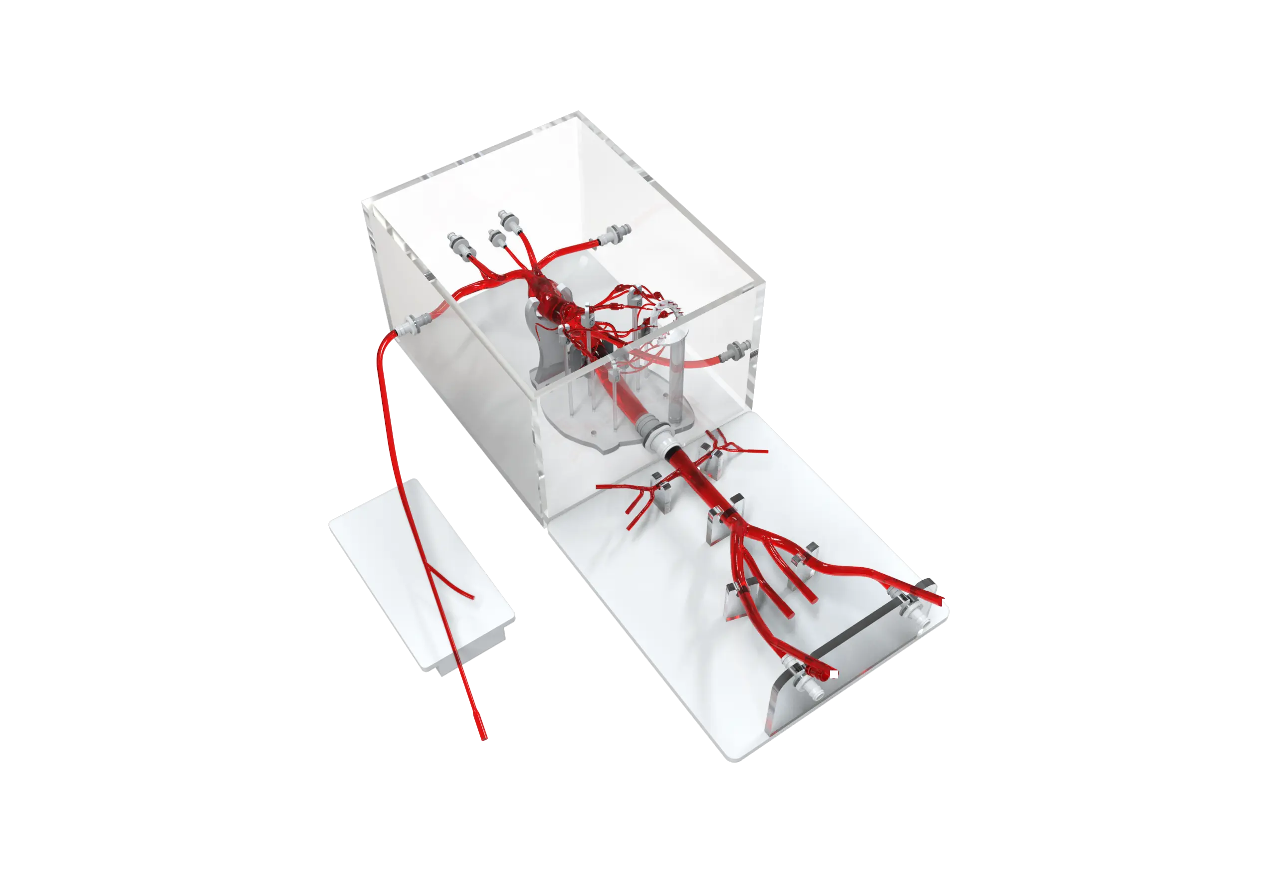Drawing of Coronary Training Model - C（Immersion version）