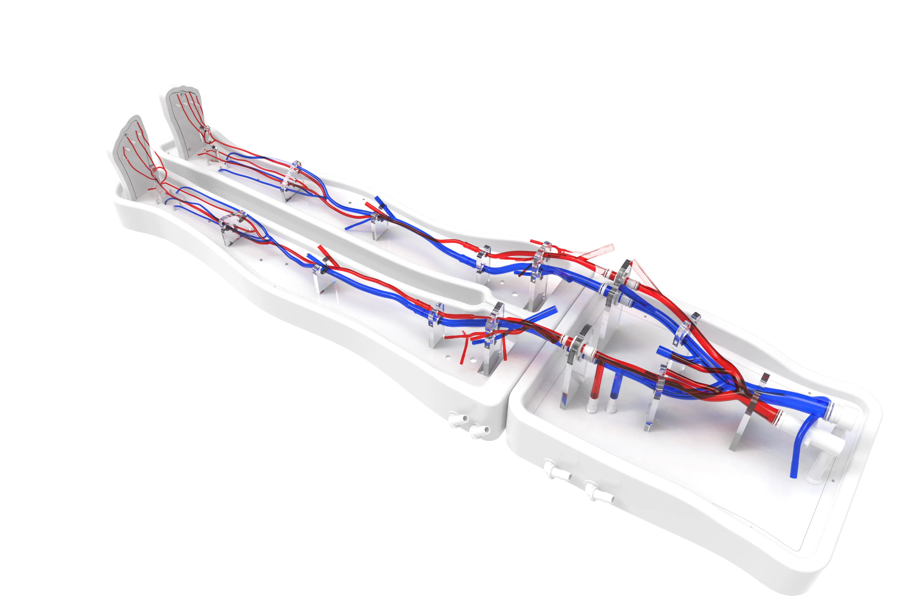 Main Dimensions of Lower limb arteriovenous model