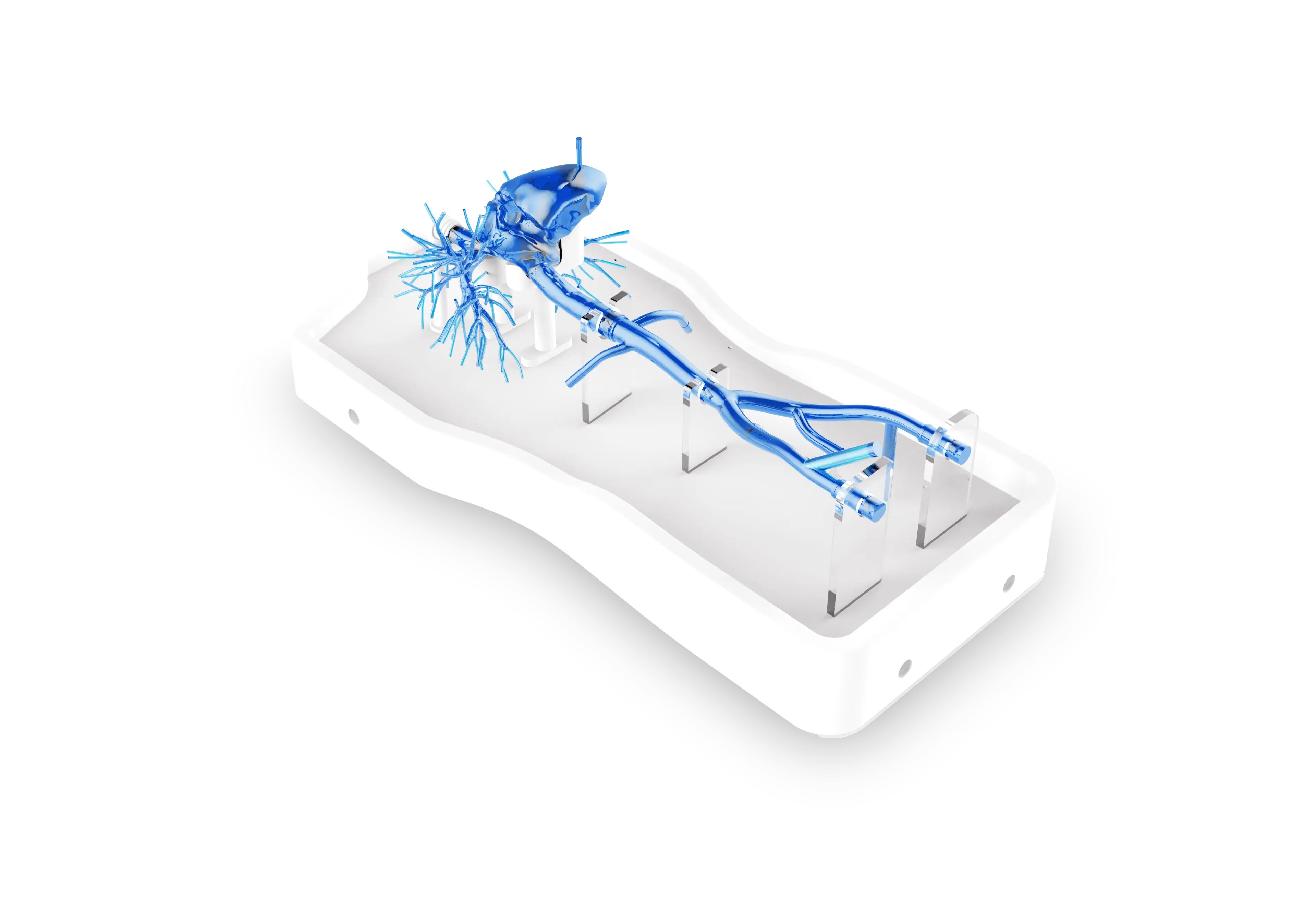 Main Dimensions of Right Cardio-Pulmonary Artery Simulation Model