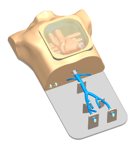 Main Dimensions of Ultrasound cardiac training model