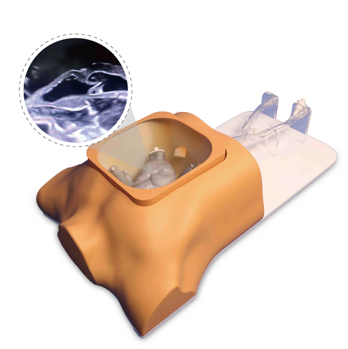 Ultrasound cardiac training model