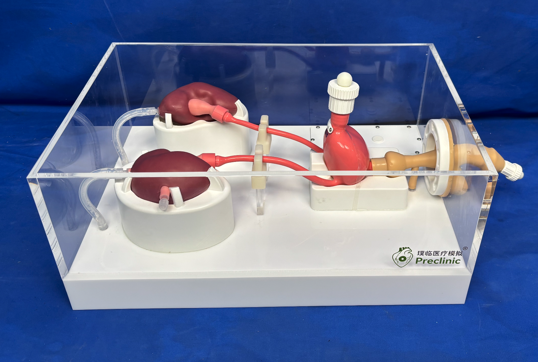 Urological Endoscope Training Model（Acrylic version）Supplier