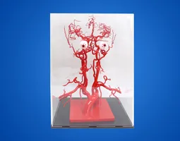 Anatomical Model of Intracranial Arterial Vessels