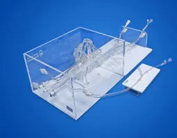 Coronary Training Model - C（Immersion version）