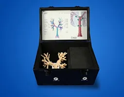 Endobronchial ultrasound (EBUS-TBNA) Training Model