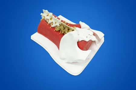 Spinal Endoscopic Trainning Model