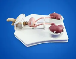 Urological Endoscope Training Model