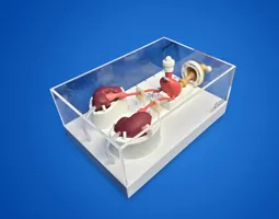 Urological Endoscope Training Model (Acrylic version)