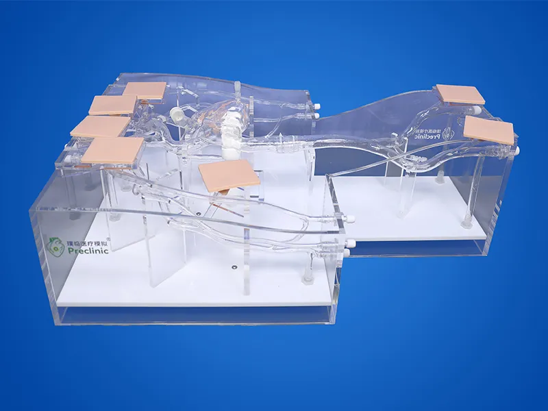 PICC Training Model