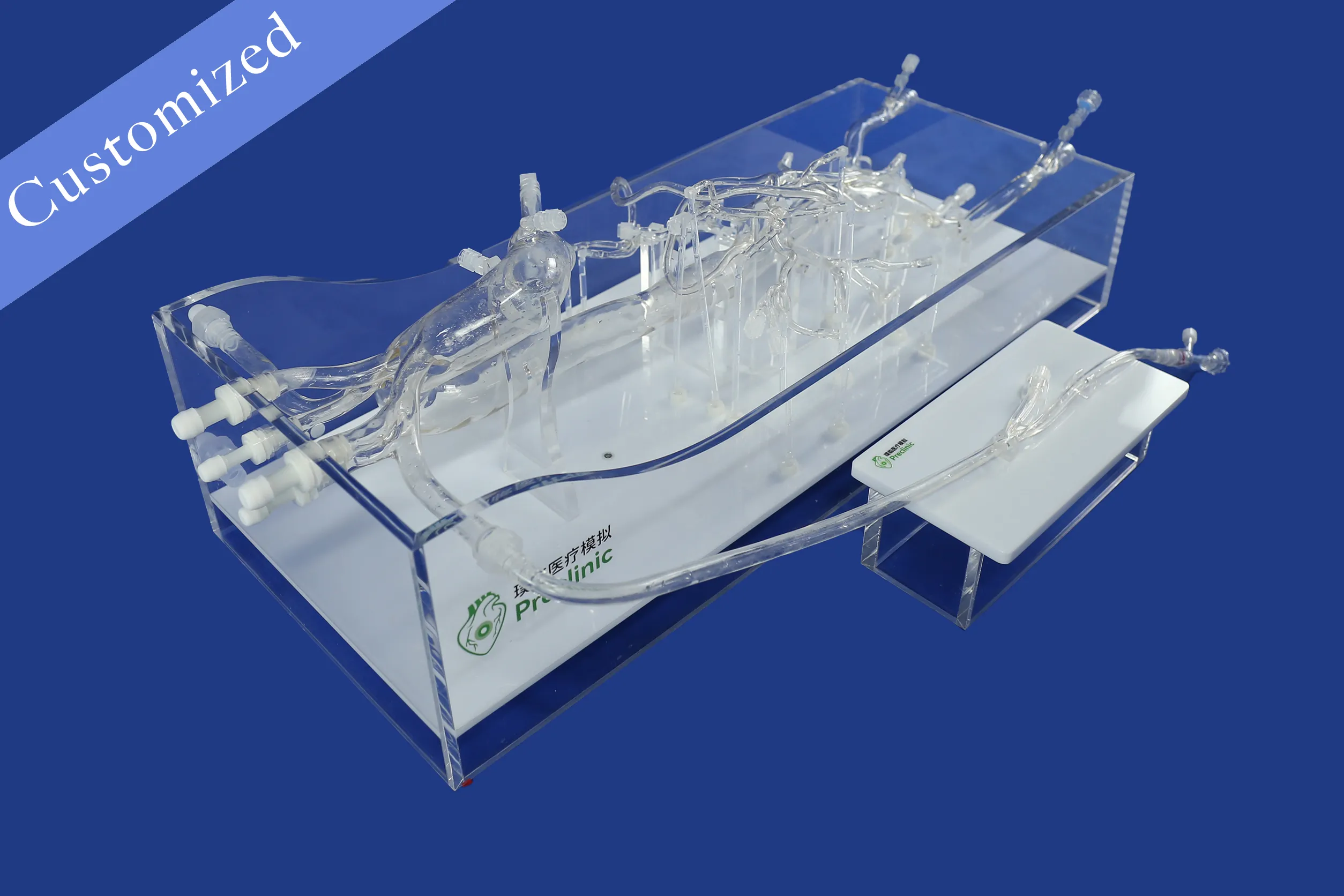 Customized Vascular Model