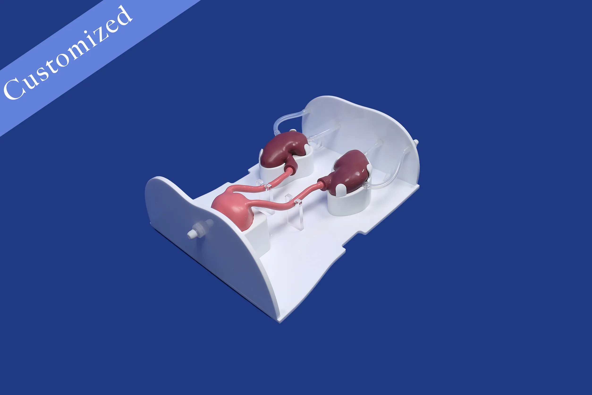 Customized Urology Model