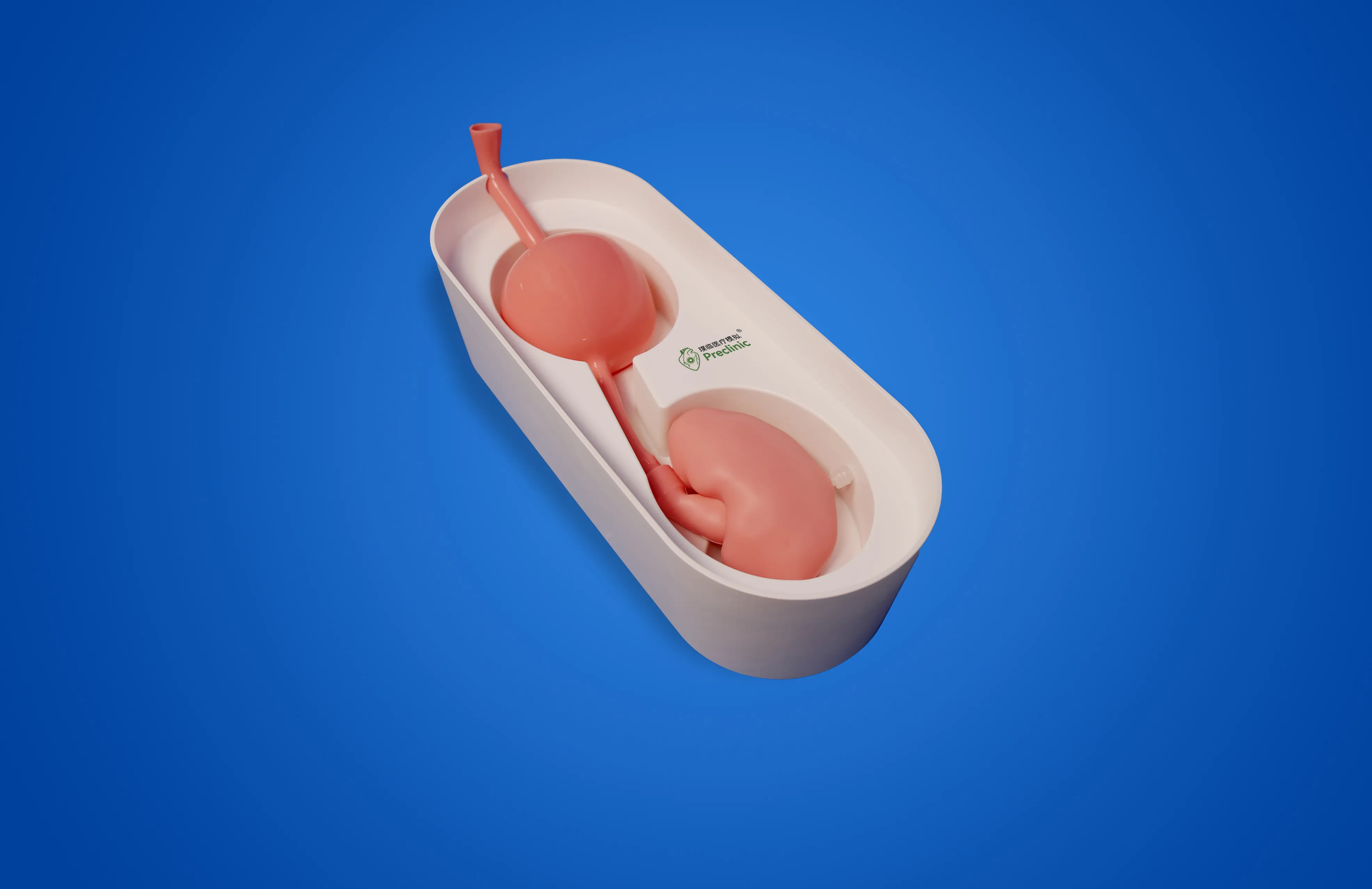 Portable Urinary System Model (Single Kidney + Bladder)