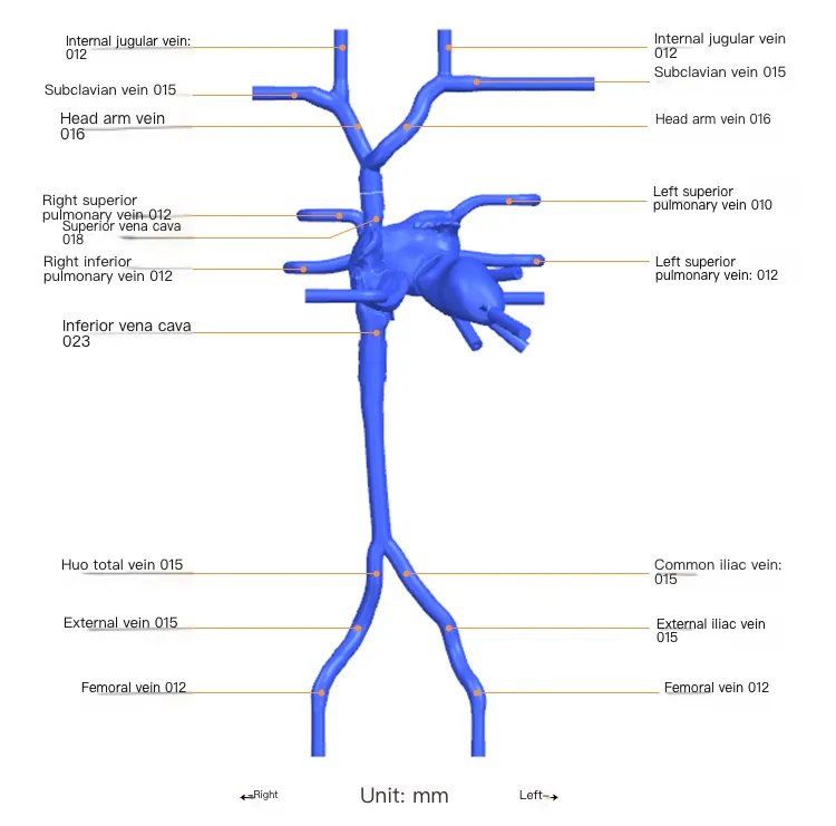 Drawing of Atrial septal puncture operation training model-B