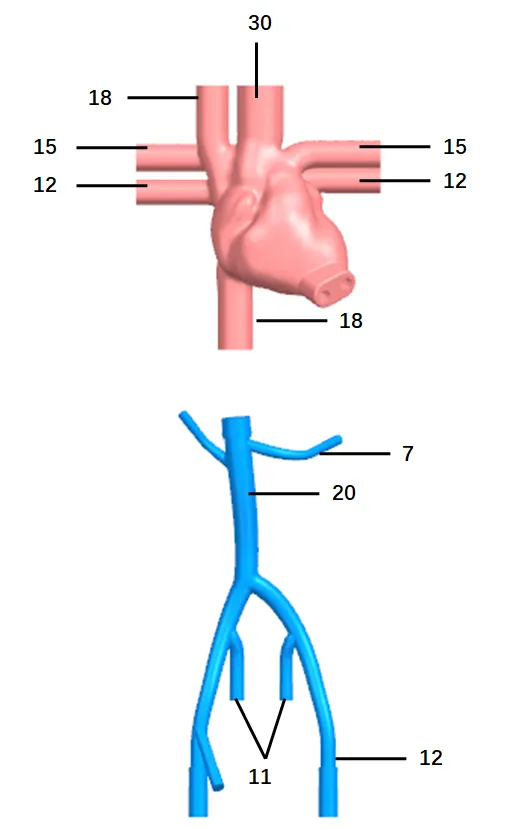 Drawing of Ultrasound Cardiac Training Model