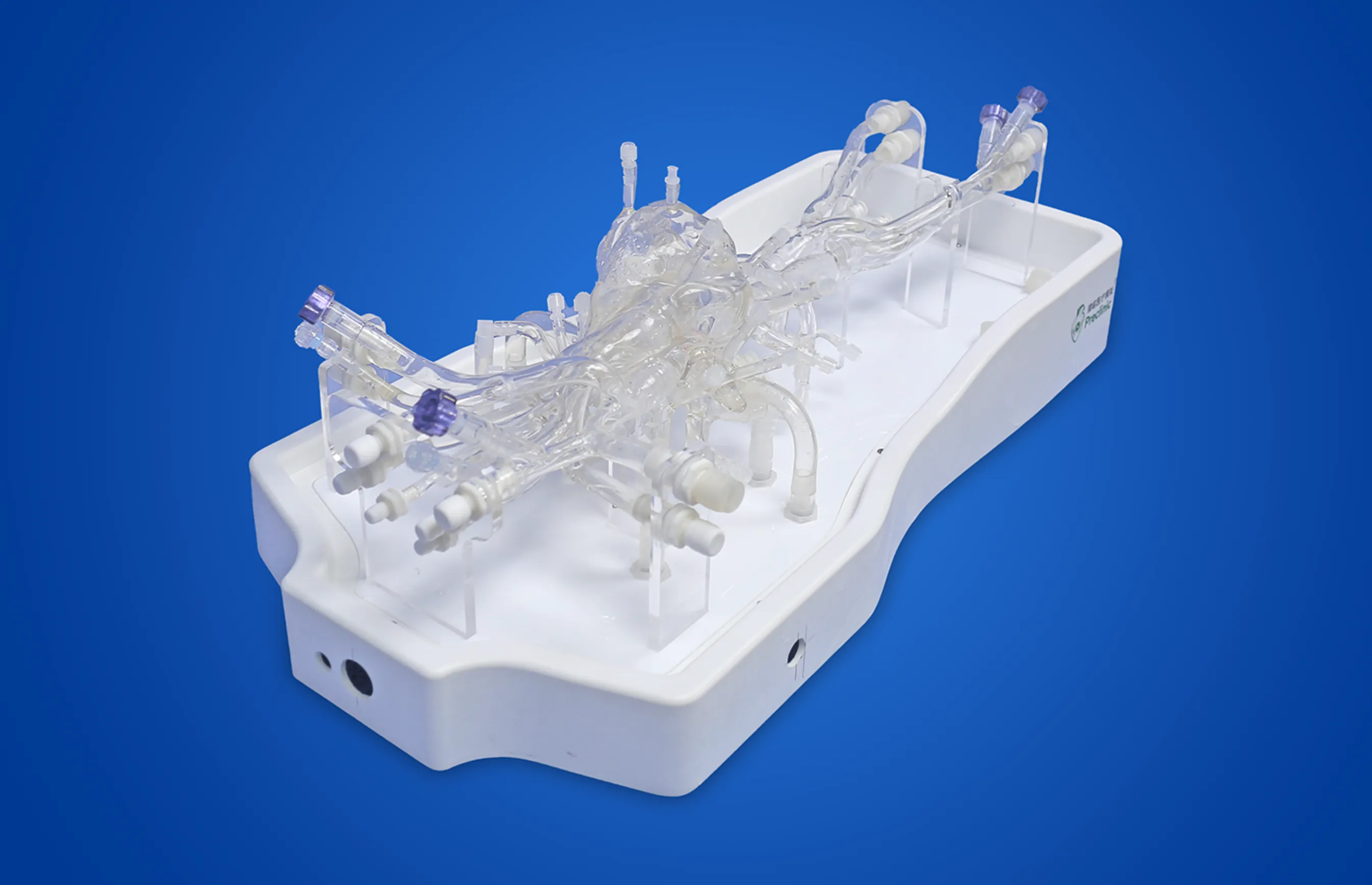 Cardiac Training Model - Type B